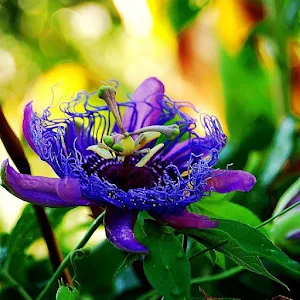 Flowers live wallpaper Screenshot 3