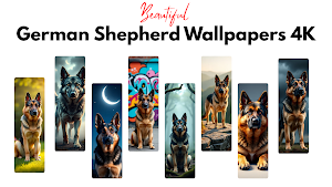 German shepherd wallpaper Screenshot 0