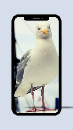 Seagull RIngtone and Sounds. Screenshot 2