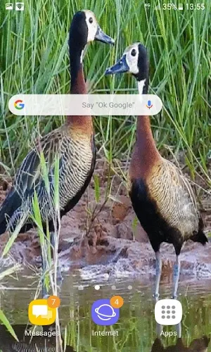 Lovely Ducks Live Wallpaper Screenshot 2