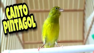 Canto Para Esquentar Pintagol Screenshot 1