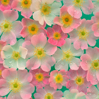Flowers Wallpaper UHD