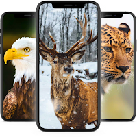 Animals Wallpaper HD
