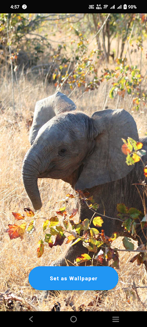 Baby Elephant Wallpaper Screenshot 0