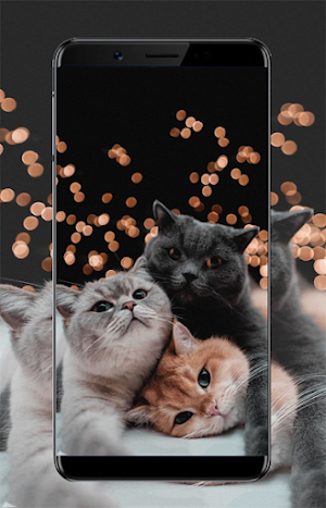 Kitten Wallpapers Screenshot 0
