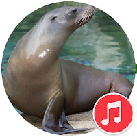 Sea Lion Sounds