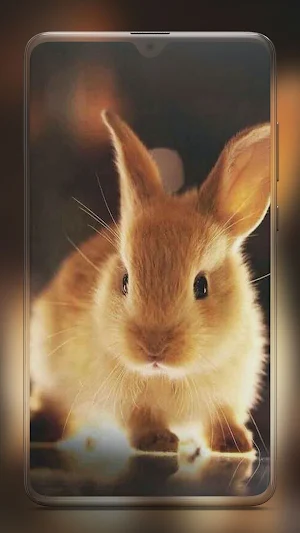 Rabbit Wallpaper HD Screenshot 3