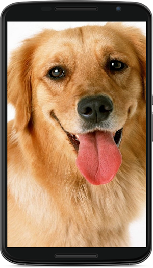 dog wallpaper Screenshot 0
