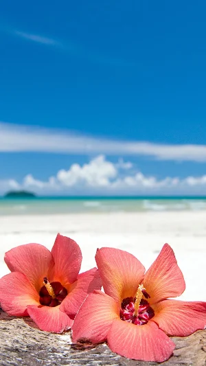 Hibiscus Wallpapers Screenshot 1