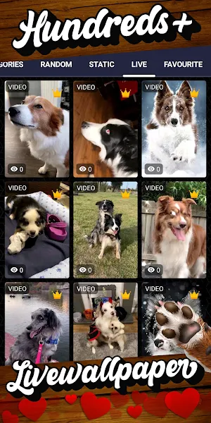 border collie wallpaper Screenshot 2