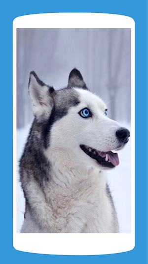 Cute Husky Wallpaper HD 4K Screenshot 2