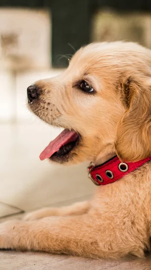 golden dog wallpaper Screenshot 0