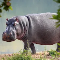 Hippo Wallpapers