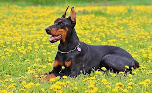 Doberman wallpapers Screenshot 2