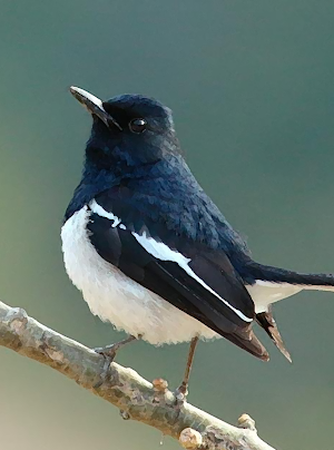 Oriental magpie-robin sounds ~ Sboard.pro Screenshot 0