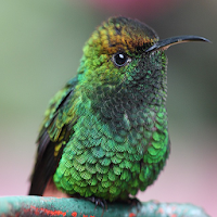 Hummingbird Backgrounds