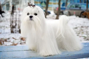 Maltese Dog wallpapers Screenshot 3