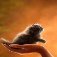 Kitten Lock Screen