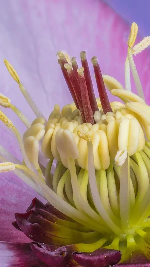 Lenten Rose Wallpaper Screenshot 1