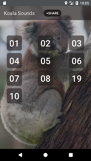 Koala Sounds Screenshot 0