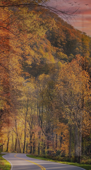 Forest Wallpapers 4K Screenshot 3