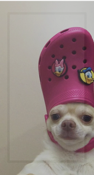Chihuahua Wallpaper HD Screenshot 3