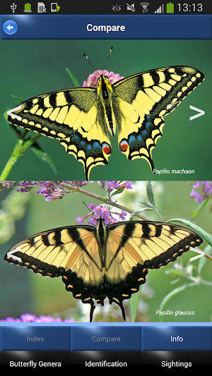 Butterfly Id - British Isles Screenshot 2