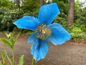 Himalayan Poppy Wallpapers Screenshot 0