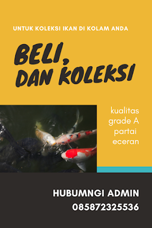 Budidaya Ikan Koi Unggul Lengkap Screenshot 2
