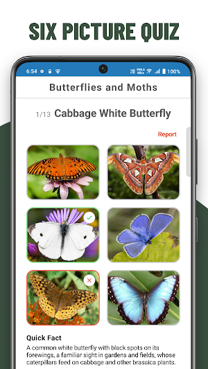Insects Quiz Screenshot 2