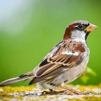 Sparrow Wallpapers HD
