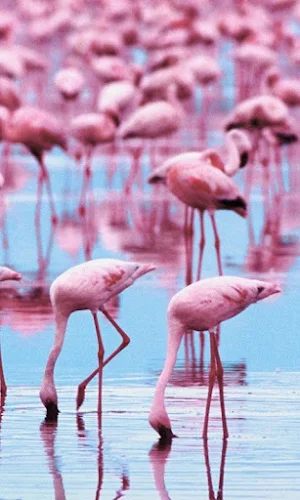 Flamingo HD Wallpapers Screenshot 2