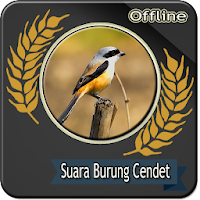 Suara Burung Cendet Betina Off