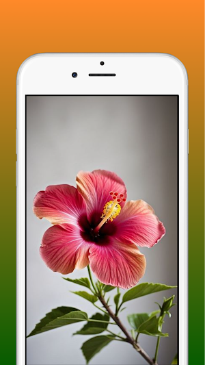 Hibiscus Flower Wallpaper HD Screenshot 1
