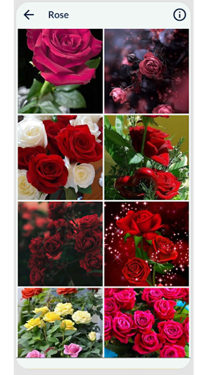 Rose Wallpaper Screenshot 3