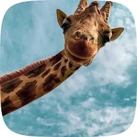Animal Wallpapers