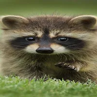 Animal Wallpapers