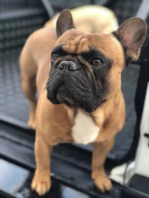 French Bull Wallpapers Screenshot 3