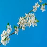 shirohana wp