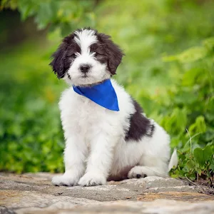 Sheepadoodle Dog Wallpapers Screenshot 1