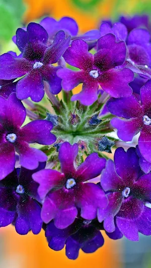 Verbena Wallpapers Screenshot 0