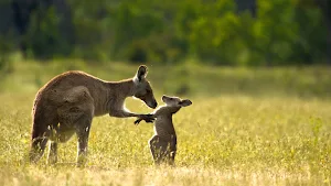 Kangaroo Wallpapers Screenshot 2