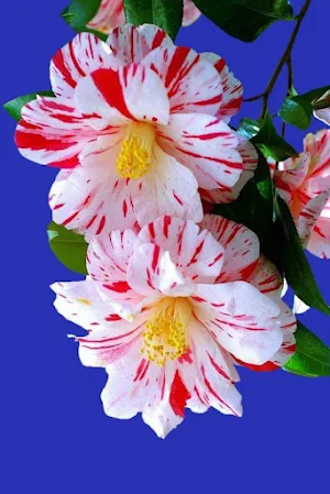 Flowers and roses Screenshot 1