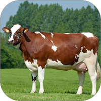 Sapi WalL