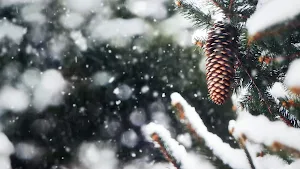 Winter Forest Screensaver Screenshot 0