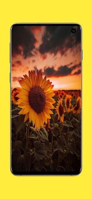 Wallpapers Flowers Screenshot 0