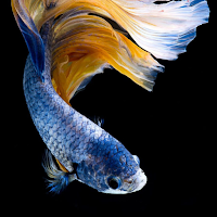 Goldfish Wallpapers