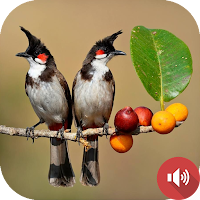 Red-whiskered Bulbul Sounds