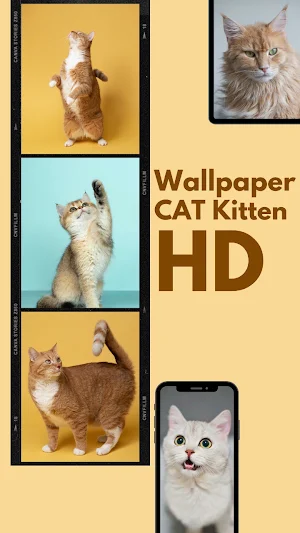 Cute Cat Wallpaper HD Kittens Screenshot 0
