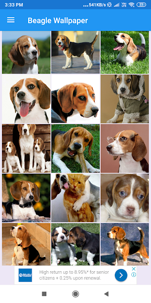Beagle Wallpapers: HD Images, Free Pics download Screenshot 2